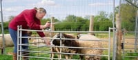 In this country, they are spraying 'Axe Body Spray' on sheep.
